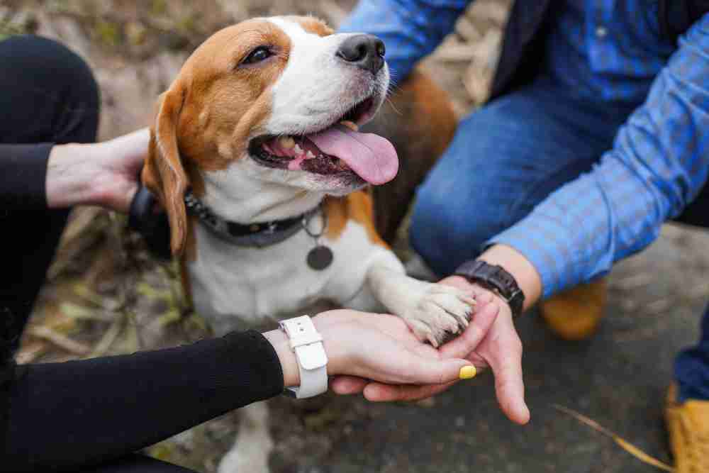 Assurance Chien & Chat