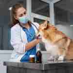 Assurance santé pour chiens et chats au Maroc : Formules, tarifs et avantages avec Anir